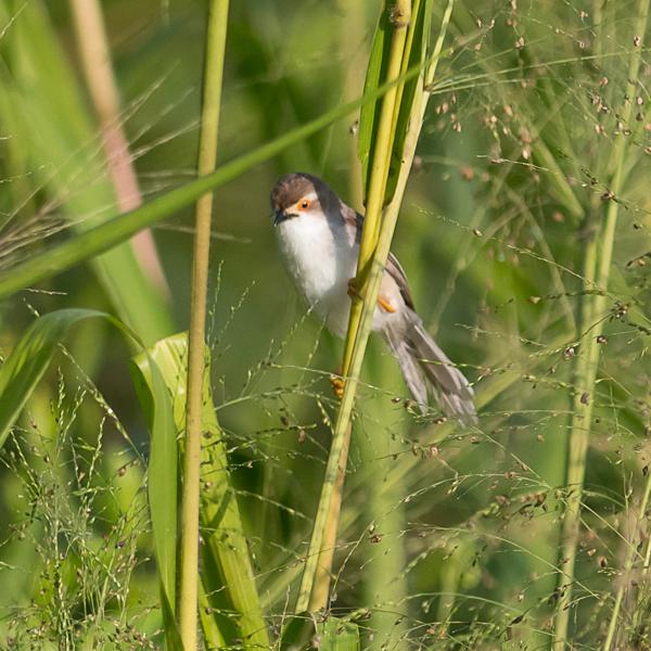 <h3><a href="/trips/srilanka/biota/animalia/chordata/aves/040 passeriformes/092 sylviidae/chrysomma sinense/chrysomma sinense-nl.html">Chrysomma&nbsp;sinense</a> / Yellow‑eyed&nbsp;babbler / Goudoogtimalia</h3>NIKON D500 met AF-S Nikkor 300mm f/2.8G IF-ED VR II, 1/8000 sec  bij F2.8, ISO 800, afstand 14.9&nbsp;m